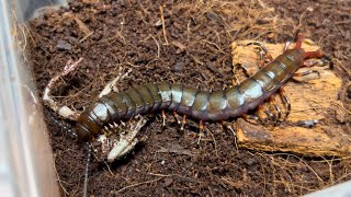 살아서 꿈틀거리는 청개구리 쯤은 힘으로 제압하는 블랙 기간티아Scolopendra gigantea quotBlackquotGigantea centipedeGiant centipede [upl. by Yrem]