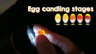 Eggs Candling Development Stages Aviary Birds in the Bird Gallery [upl. by Anaile584]