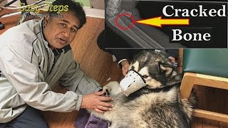 Sheru Going In For Surgery  Day 2  Alaskan Malamute  Car Accident [upl. by Carder325]