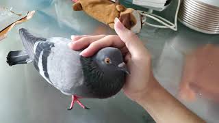 Pigeon Cooing Cuddling Sound [upl. by Namhcan584]