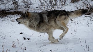 Yamnuska Wolfdog Sanctuary [upl. by Iden136]