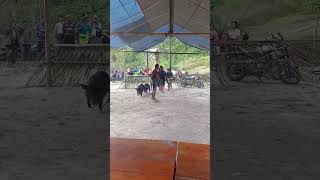 Manolang vs kamba [upl. by Chud]