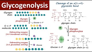 Glycogenolysis  Glycogen Breakdown  Glycogen Metabolism  Carbohydrate Metabolism  Biochemistry [upl. by Cowen]