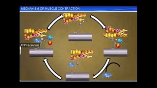 CBSE Class 11 Biology  Mechanism of Muscle Contraction [upl. by Philina578]