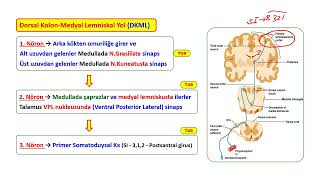 SOMATİK DUYU YOLLARI [upl. by Crudden]