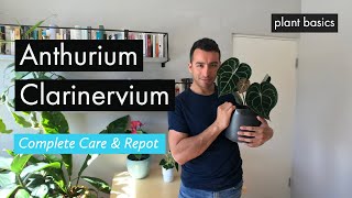 Complete Anthurium Clarinervium Care amp Repotting [upl. by Ury80]