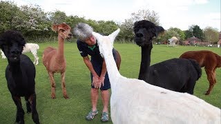 Therapist Uses Alpacas To Help Stress [upl. by Ahtela561]