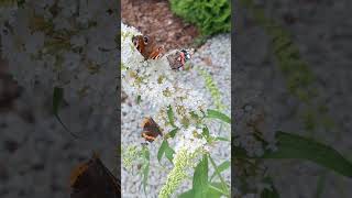 RUSAŁKA Admirał i RUSAŁKA PAWIK  motyle budleja  Red Admiral  Peacock Butterfly [upl. by Horsey836]