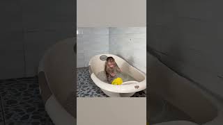 Monkey NANA wants to take a bath with a plastic duckling monkey shorts smartmonkey babymonkey [upl. by Belier]