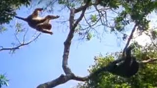 Ugandan Chimps Hunting  Life of Mammals  BBC Earth [upl. by Atinniuq354]