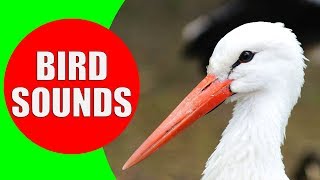 WATER BIRDS Sounds  Shore Birds Sea Birds Aquatic Birds and Waterfowls Identification Video [upl. by Nais]