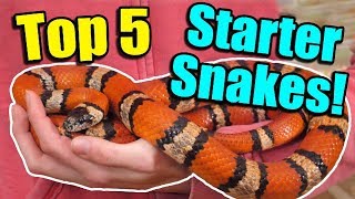 The Top 5 BEST Beginner Snakes [upl. by Ediva49]