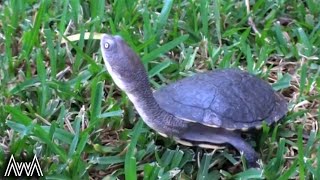 AwA Eastern LongNecked Turtle Chelodina longicollis [upl. by Akiv]