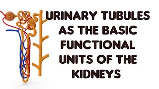 How the urinary tubules function as Excretory units [upl. by Jeffy]