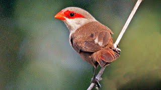 Common Waxbill Call Estrilda astrild Sound Bicodelacre Canto [upl. by Burley833]