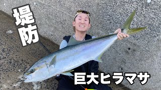 大型ヒラマサだらけの堤防がヤバかった！ [upl. by Airotnes]