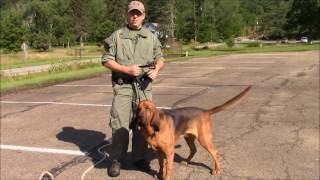 How Long Does it Take a Bloodhound to Track and Locate a Missing Person [upl. by Vida]