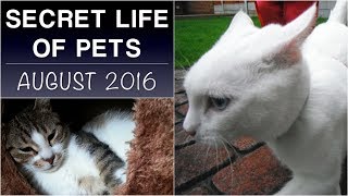 The secret life of pets cats home alone [upl. by Janka]