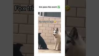 Fox tries to bark 😂youtubeshorts viralshort comedyshort funnyshort [upl. by Gerri273]