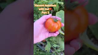 Harvest tomatoes with me part two🍅🍅🍅￼ [upl. by Yslehc939]