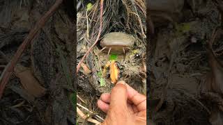 Fishing with snail bait from hole fypviralシ fishing viral catfish fypシ゚ viralfishing [upl. by Novart]