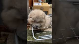 Our New Family Member Meet Mr Scotch Chow Chow dogfamily Doglife chowleigh chowchow fluffy [upl. by Inalaehon]