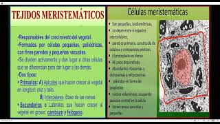 S1 ANATOMÍA  Histología vegetal  ABC 2025 I [upl. by Laucsap]