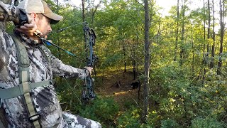 Bow Hunting Wisconsin Black Bears [upl. by Mathia]