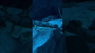 Chain CatShark 🦈 Ripley’s Aquarium of Canada 🇨🇦 fish [upl. by Notniv]