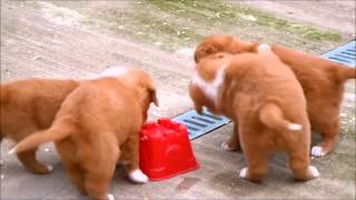 Nova Scotia Duck Tolling Retriever Puppies 26 11 2014 [upl. by Forras522]