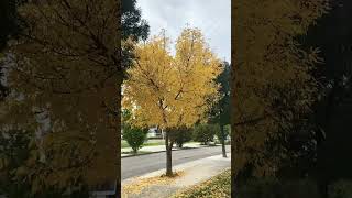 Fraxinus Pennsylvanica Marshall Frêne  Freixoverde  Green Ash tree shorts [upl. by Fazeli]