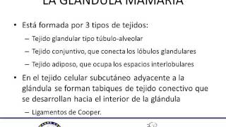 Anatomia y fisiologia de la glandula mamaria [upl. by Cilla]