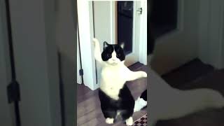 Ai cat dance 🐭🤣😜🥵video trending dance funny video viralvideo trendingshorts [upl. by Oinotna]