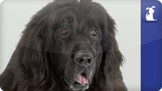 Doglopedia  Newfoundland [upl. by Yragerg924]