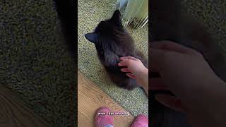 Here are some reasons to become a catsitter cats catlover catsoftiktok fyp catvideo shorts [upl. by Tager430]