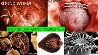 INTERNAL PARASITES IN LIVESTOCK [upl. by Fredette]