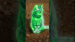 Can Cats Detect Radiation [upl. by Botzow]