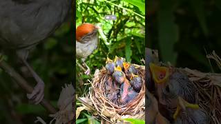 Mother bird feeding babies nature birdlife [upl. by Nymzaj]