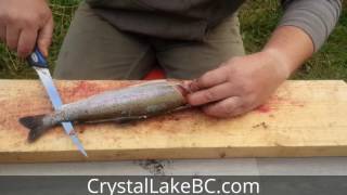 How to Fillet Rainbow Trout easy and in 30 seconds or less [upl. by Edelman]