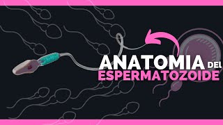 ✅ANATOMIA DEL ESPERMATOZOIDE  TODAS SUS PARTES  Anatomia en Enfermeria [upl. by Esila]