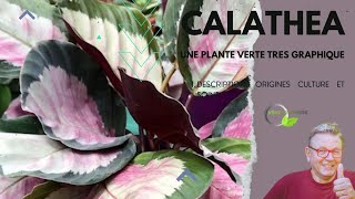 Les Calatheas [upl. by Carola92]