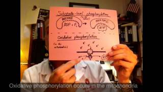 ATP from Substrate Phosphorylation amp Oxidative Phosphorylation [upl. by Alicsirp]