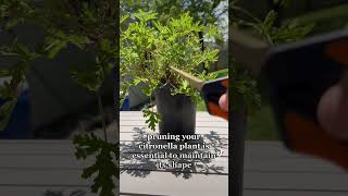 Citronella Plant Care Tips  Tropical Plants of Florida plants shorts plantcare citronellaplant [upl. by Fonseca825]