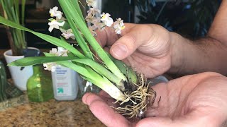 Repotting My New Oncidium Twinkle SemiHydroponics [upl. by Arbua]