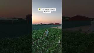 HoverAirorbit kuwait farming camera agriculture usa funny sunset entertainment india [upl. by Kwapong]