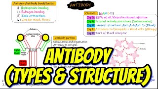 Types of Antibodies  Antibody Structure Chapter 35 part 5 Guyton and Hall Physiology [upl. by Holland]