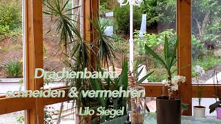 Drachenbaum Zimmerpflanze »Dracaena marginata« schneiden und vermehren  Lilo Siegel [upl. by Ardnic918]