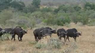 El inesperado final del ataque de dos leones a un búfalo [upl. by Cadal]