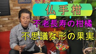 【不思議な柑橘】仏様の手と言われ不思議な形で縁起の良いとされる柑橘！ [upl. by Renate754]