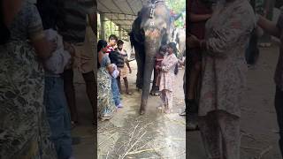 One day tour plan  Top Place in Thekkady  Elephant Safari shorts trending viralvideo thekkady [upl. by Wootan859]